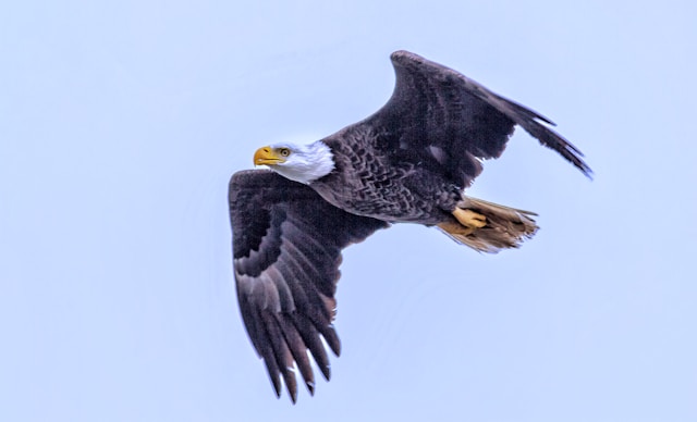 Eagle